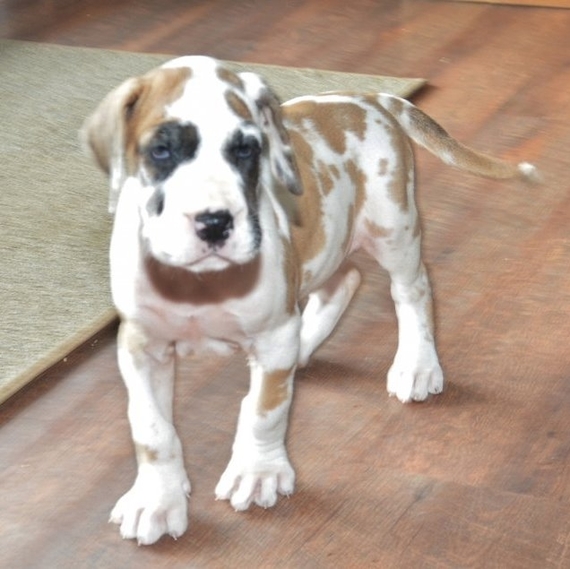 fawnequin great dane puppies