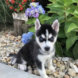 Lana A Black White Female Siberian Husky Puppy 613649 Puppyspot