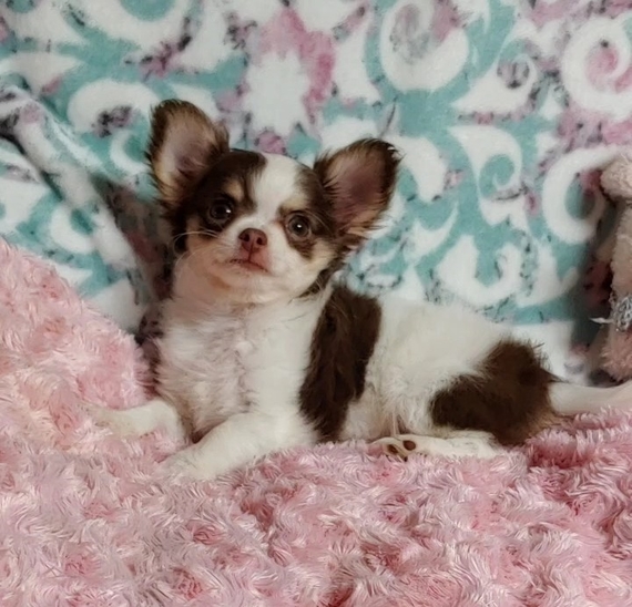 Ivy Chihuahua Puppy 613849 Puppyspot