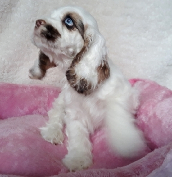 blue eyed cocker spaniel for sale