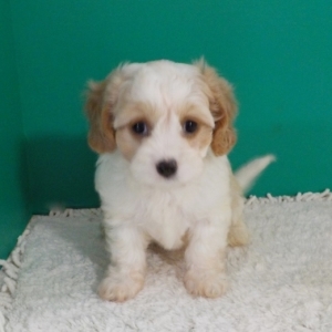 heidi's cavapoo puppies