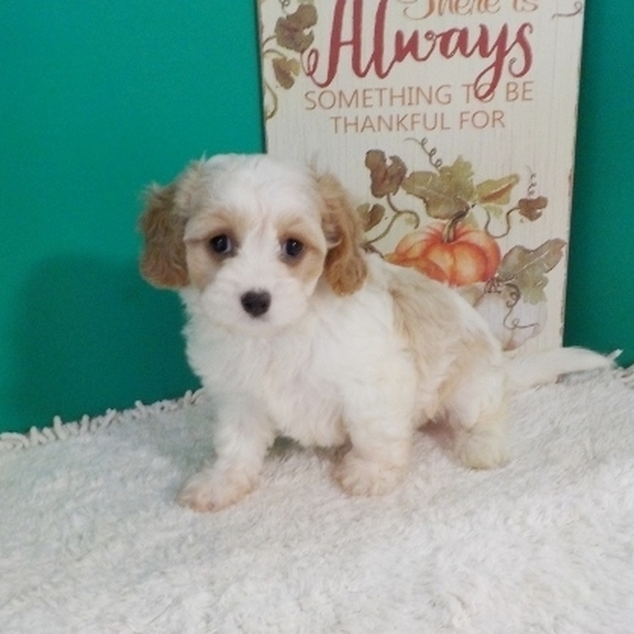 heidi's cavapoo puppies