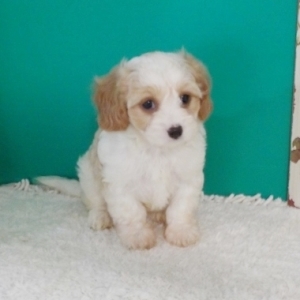 heidi's cavapoo puppies