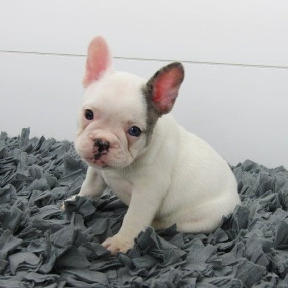 French Bulldog Puppies Wisconsin Breeders Pearl French Bulldog Puppy