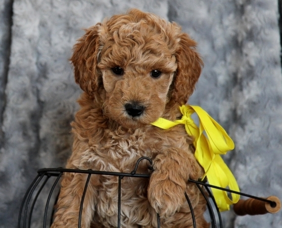 Willow Goldendoodle Puppy 616089 PuppySpot