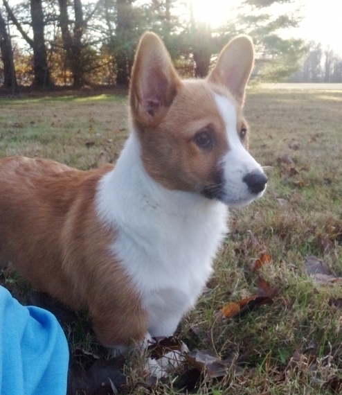 willow welsh corgis