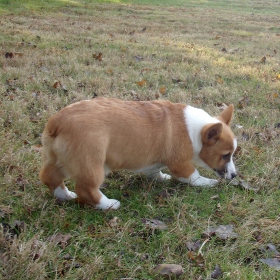 willow welsh corgis