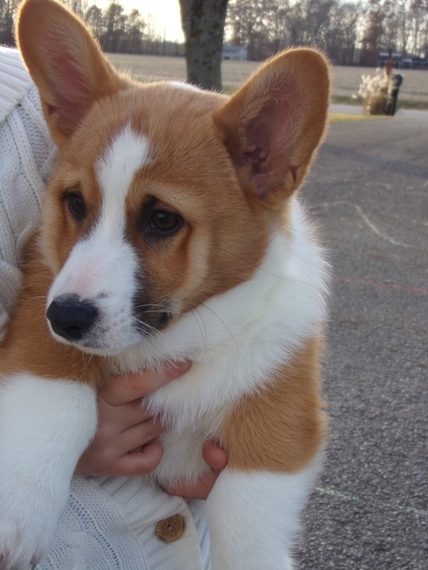 willow welsh corgis