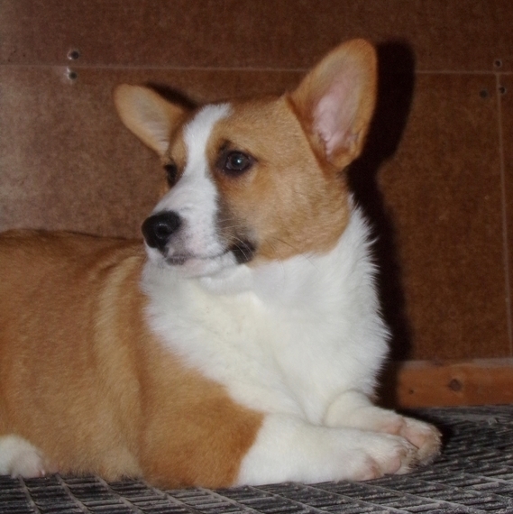 willow welsh corgis