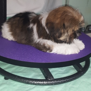 chocolate morkie puppies for sale