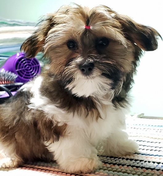 chocolate morkie puppies for sale