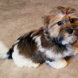 booths corner farmers market pet store