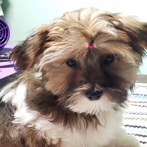 chocolate morkie puppies for sale