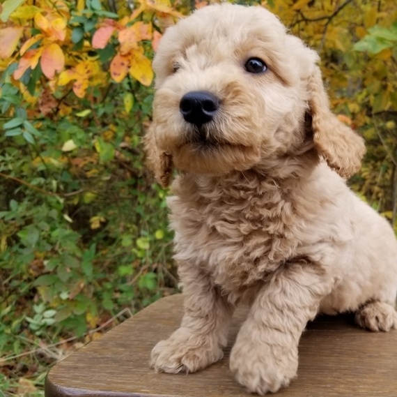 the breeze cat litter box