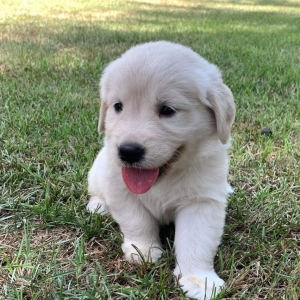 Amber A Light Golden Female Golden Retriever Puppy 617369 Puppyspot