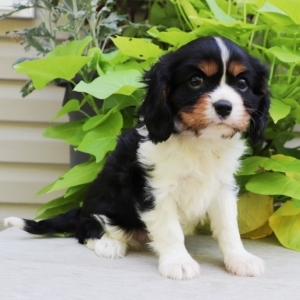 puppyspot cavalier king charles spaniel