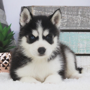 Atlas A Black White Male Siberian Husky Puppy 617599 Puppyspot