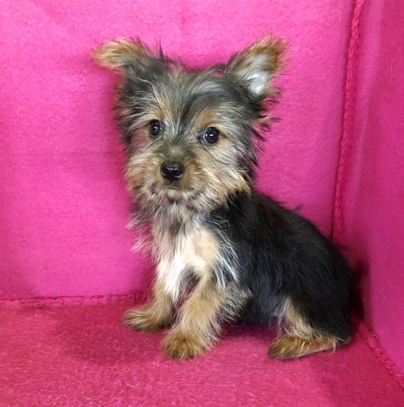 Blue Yorkshire Terrier Puppy 617889 PuppySpot