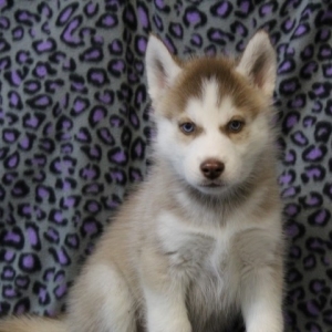 puppyspot husky