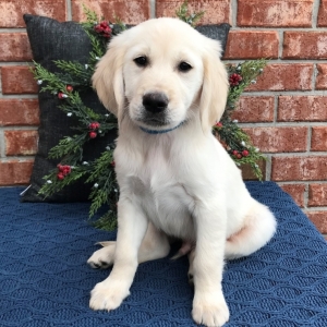 super fluffy golden retriever