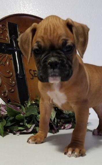 baby boxer puppies for sale