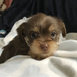 chorkie poo puppies