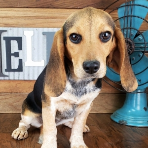 Annie Beagle Puppy 620929 Puppyspot