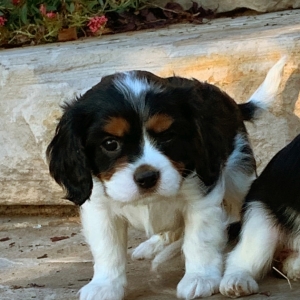 cavajack puppies for sale