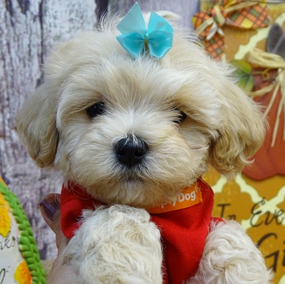 maltipoo akc