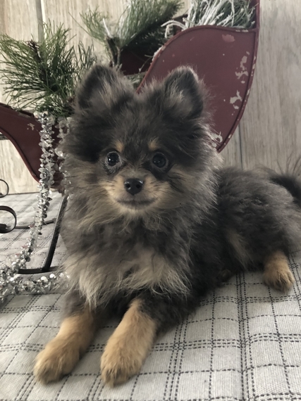 pomeranian puppy fluffy