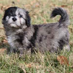merle havanese