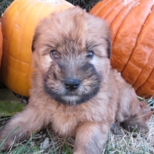 Neika Soft Coated Wheaten Terrier Puppy Neika Soft Coated Wheaten Terrier Puppy