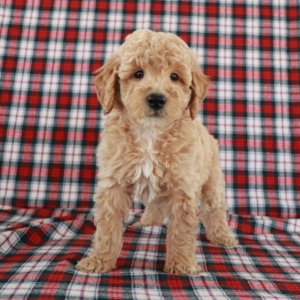 goldendoodle hunting dog