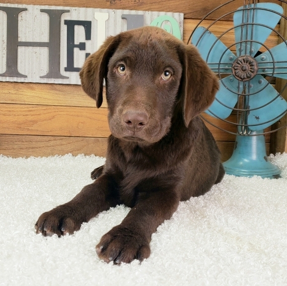 10 week old chocolate lab