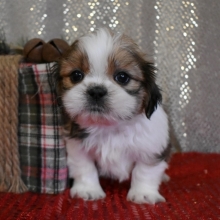 Beau Shih Tzu Puppy 624929 Puppyspot