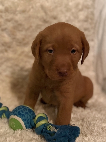 tiny toy poodles near me