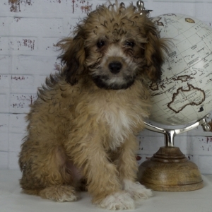 cavapoo north west