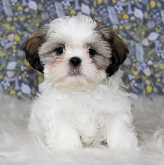 puppyspot shih tzu