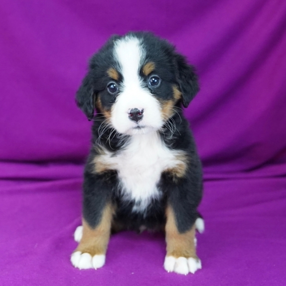 ava puppy large breed