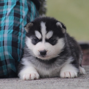 Thunder A Brown White Male Siberian Husky Puppy 628499 Puppyspot