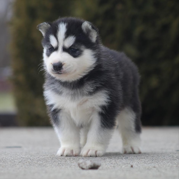Thunder A Brown White Male Siberian Husky Puppy 628499 Puppyspot