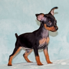 teacup mini pinscher