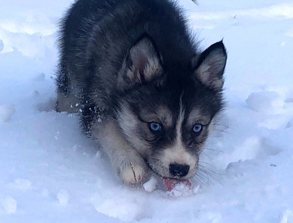 lovable pomsky
