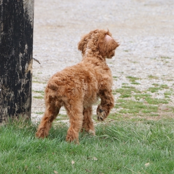 cockapoo tail docking