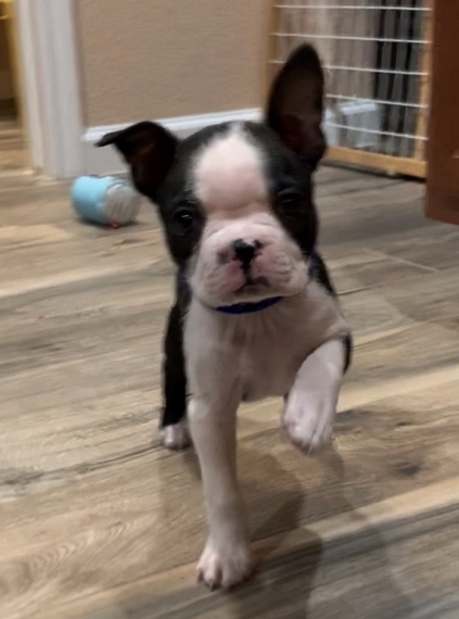 male boston terrier