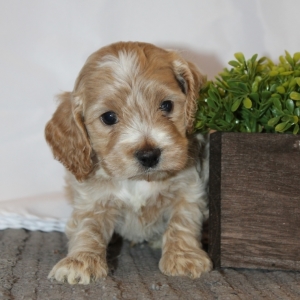 cockapoo border collie mix