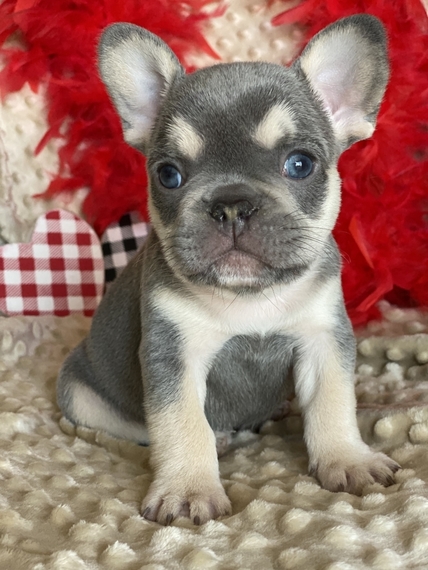 Maverick A Blue Male French Bulldog Puppy 630839 Puppyspot