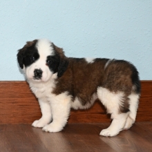 Saint Bernard Breed Characteristics Puppyspot
