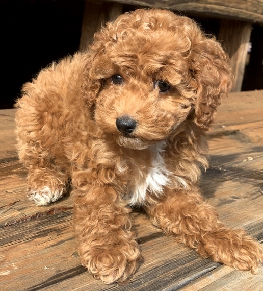 cockapoo curly tail