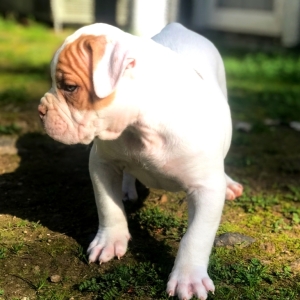 Achilles A Apricot Male American Bulldog Puppy 632829 Puppyspot